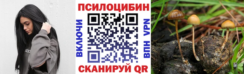 blacksprut вход  купить наркотик  Вяземский  Галлюциногенные грибы Cubensis 